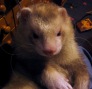 Uživatelský avatar