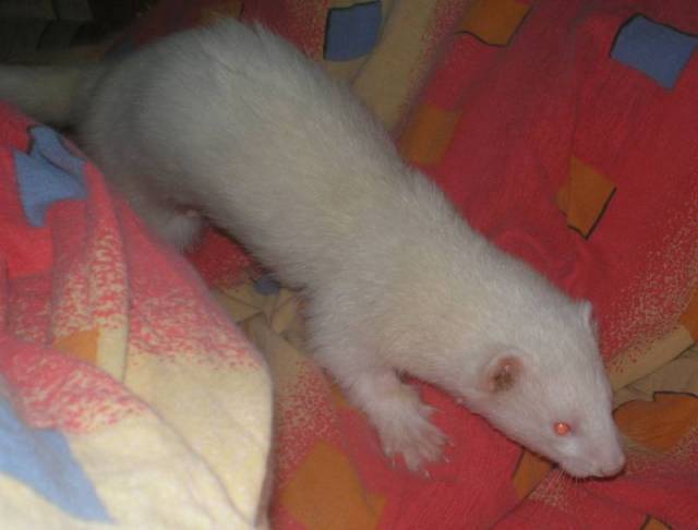 ferret XXL 099.jpg