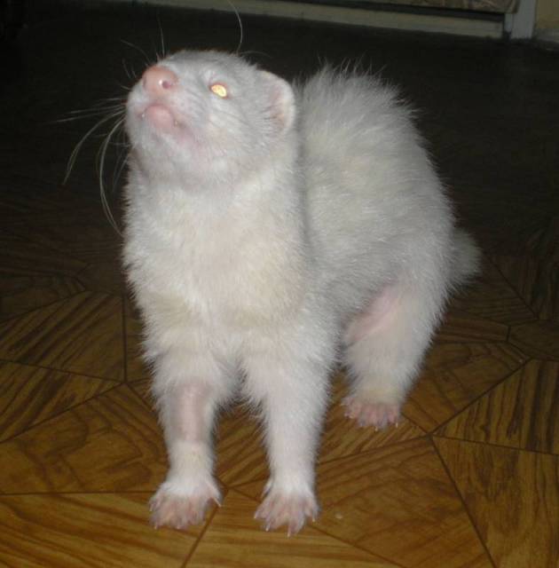 ferret XXL 101.jpg