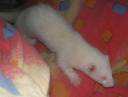 ferret XXL 099.jpg