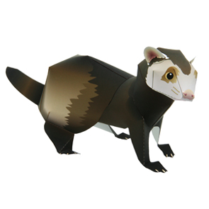 ferret_thl.jpg