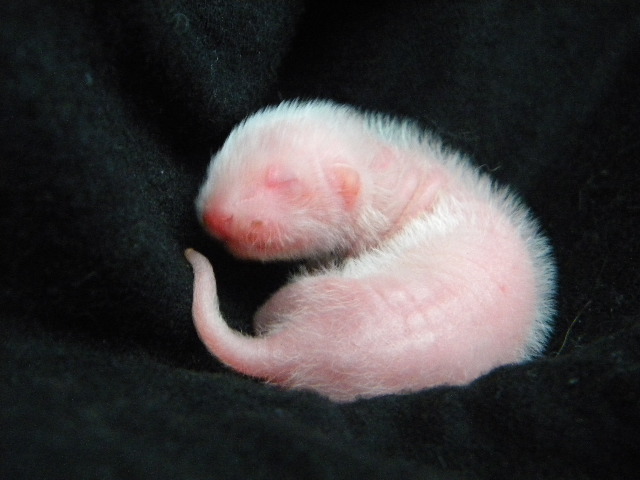 16.5. - albino kluk.jpg