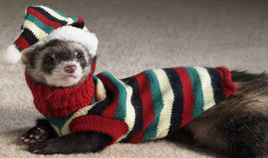 p_31183_41242P_024_ferret.jpg