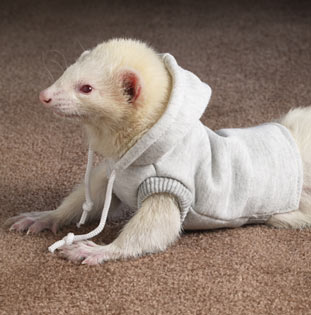 ferret.jpg