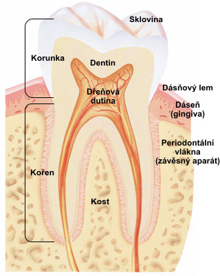 anatomie-zubu.jpg